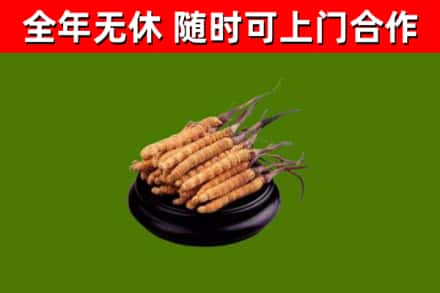 周村区烟酒回收冬虫夏草.jpg