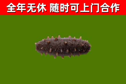 周村区烟酒回收干海参.jpg